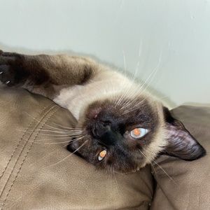 Meet your Posher, Alexis